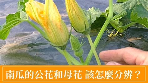 南瓜催花|南瓜不開花